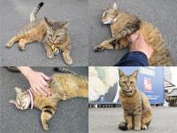 クリックで拡大表示